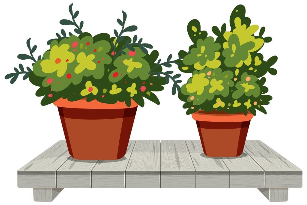 dessin plantes d'intérieurs